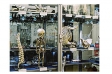 <p>History Museum of Medicine Charite</p>
